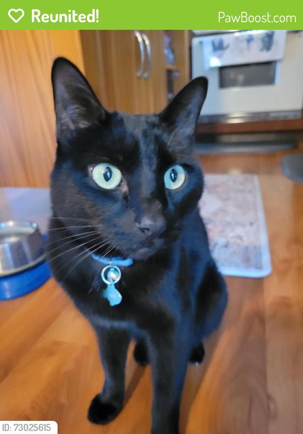 Reunited Male Cat last seen Corrigan and Wellesley, Otis Orchards-East Farms, WA 99027