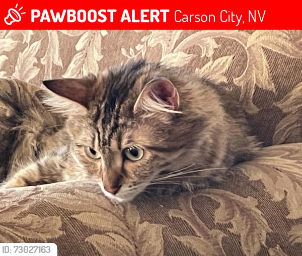 Lost Female Cat last seen Nye and Clark, Carson City, NV 89704