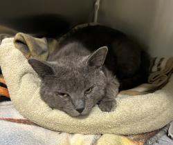 Shelter Stray Male Cat last seen Linden and Division st, OR, 1700 W Historic Columbia River Hwy, Troutdale, OR 97060, USA