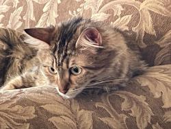 Lost Female Cat last seen Nye and Clark, Carson City, NV 89704