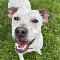 Shelter Stray Female Dog last seen 64th / McIntyre, Arvada, CO, 80004, 580 McIntyre St, Golden, CO 80401, USA