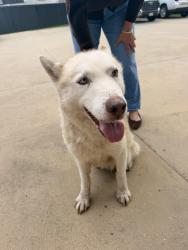 Found/Stray Female Dog last seen Weeks Street & East Main Street, New Iberia, LA 70560