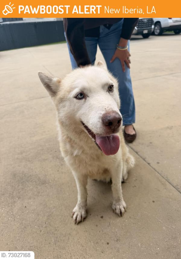 Found/Stray Female Dog last seen Weeks Street & East Main Street, New Iberia, LA 70560