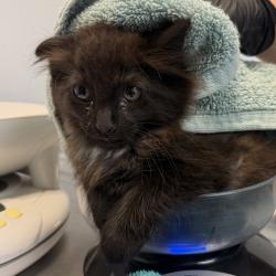 Shelter Stray Female Cat last seen del deep rd, San Diego, CA, 92114, 5500 Gaines St, San Diego, CA 92110, USA