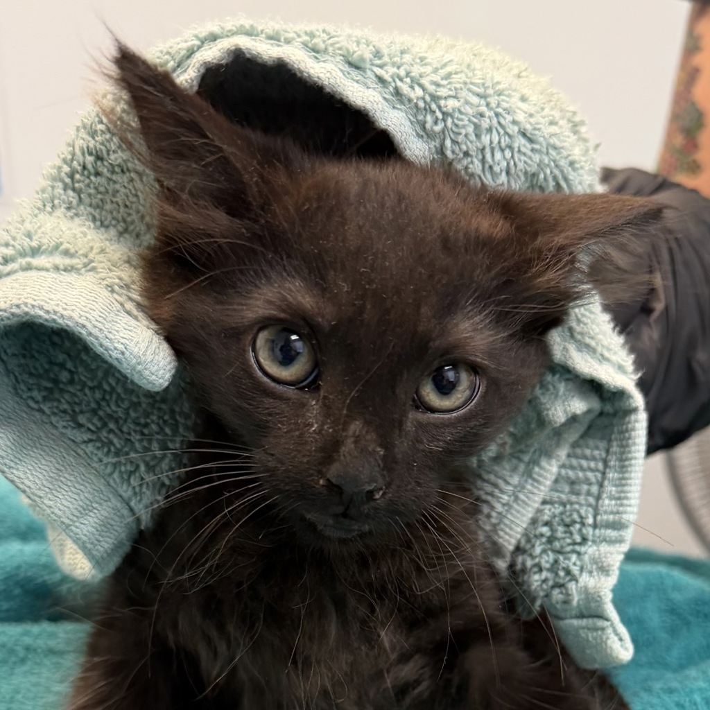 Shelter Stray Female Cat last seen del deep rd, San Diego, CA, 92114, 5500 Gaines St, San Diego, CA 92110, USA