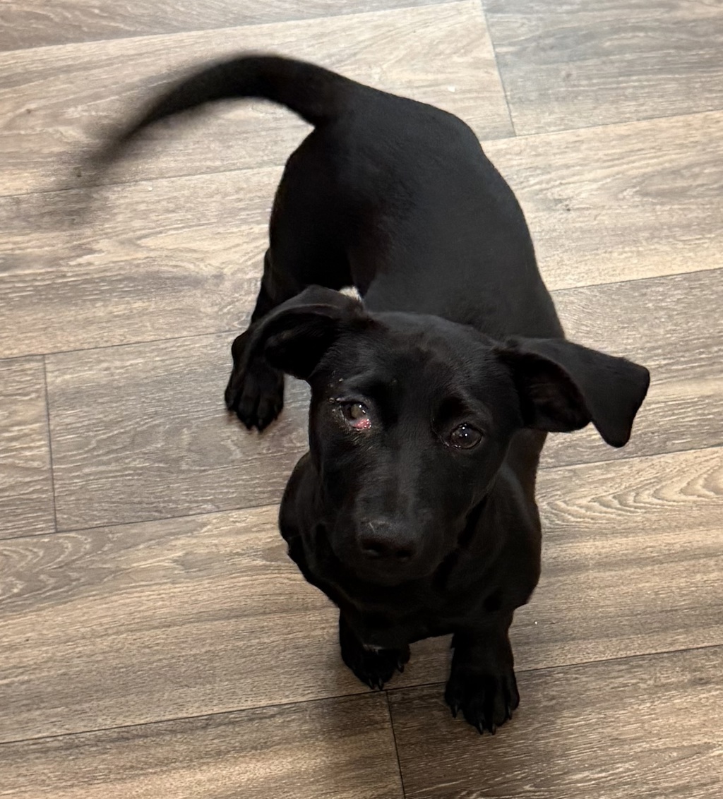Shelter Stray Male Dog last seen Near Viewpoint Drive, San Diego, CA, 92139, 5500 Gaines St, San Diego, CA 92110, USA