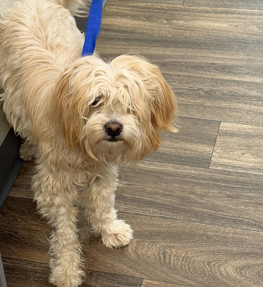Shelter Stray Female Dog last seen Franklin Avenue, San Diego, CA, 92113, 5500 Gaines St, San Diego, CA 92110, USA