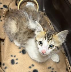 Shelter Stray Male Cat last seen Near Lorna Avenue, El Cajon, CA, 92020, El Cajon, CA 92020, USA