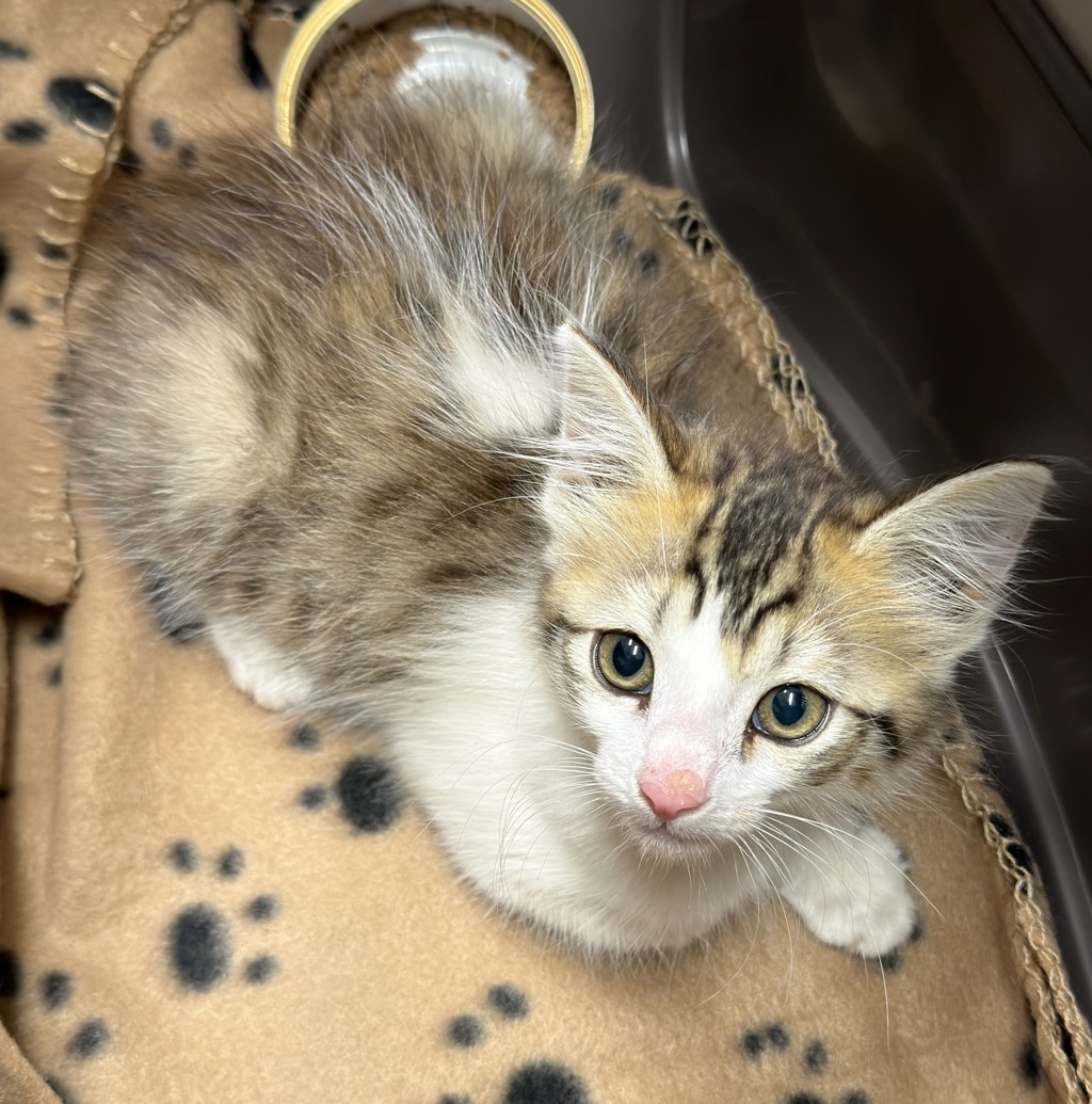 Shelter Stray Male Cat last seen Near Lorna Avenue, El Cajon, CA, 92020, El Cajon, CA 92020, USA