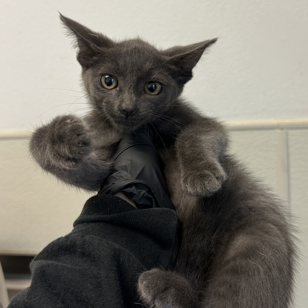 Shelter Stray Male Cat last seen el canto, San Diego, CA, 92114, 5500 Gaines St, San Diego, CA 92110, USA