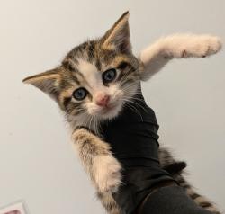 Shelter Stray Female Cat last seen Coban Street, San Diego, CA, 92114, 5500 Gaines St, San Diego, CA 92110, USA
