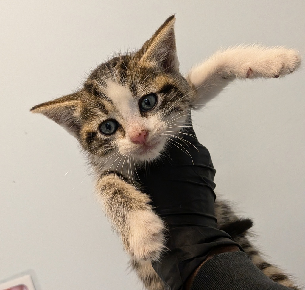 Shelter Stray Female Cat last seen Coban Street, San Diego, CA, 92114, 5500 Gaines St, San Diego, CA 92110, USA