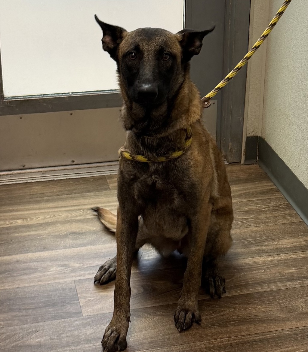 Shelter Stray Female Dog last seen 30th Street, San Diego, CA, 92116, 5500 Gaines St, San Diego, CA 92110, USA