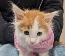 Shelter Stray Male Cat last seen Near E Main Street, El Cajon, CA, 92020, El Cajon, CA 92020, USA