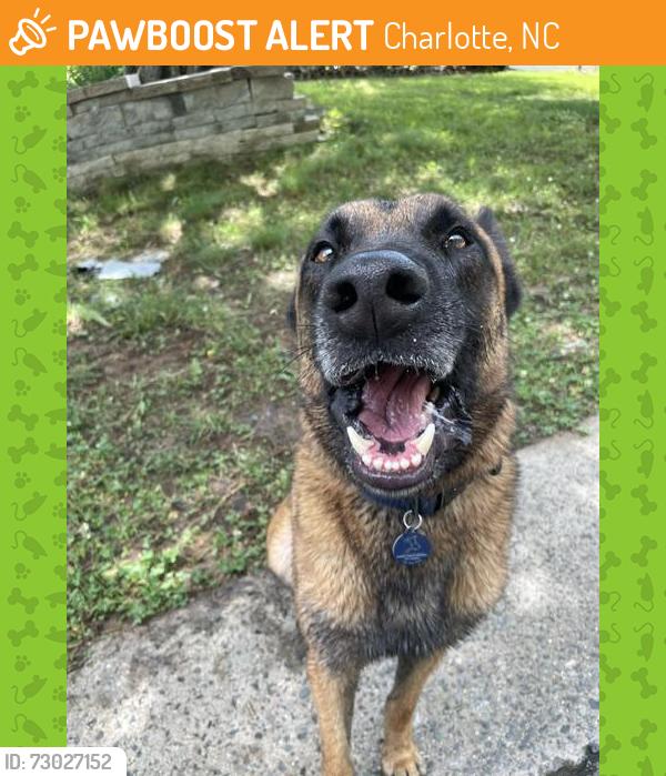 Found/Stray Male Dog last seen Spotted on Bedford Green and then Langley Mill, Charlotte, NC 28215