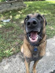 Found/Stray Male Dog last seen Spotted on Bedford Green and then Langley Mill, Charlotte, NC 28215