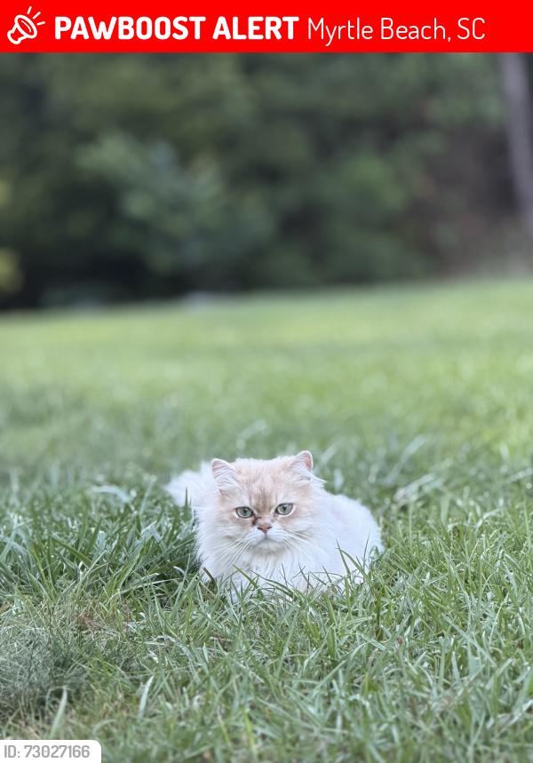 Lost Male Cat last seen Picket fence ln in the farm neighborhood , Myrtle Beach, SC 29579