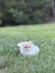 Lost Male Cat last seen Picket fence ln in the farm neighborhood , Myrtle Beach, SC 29579