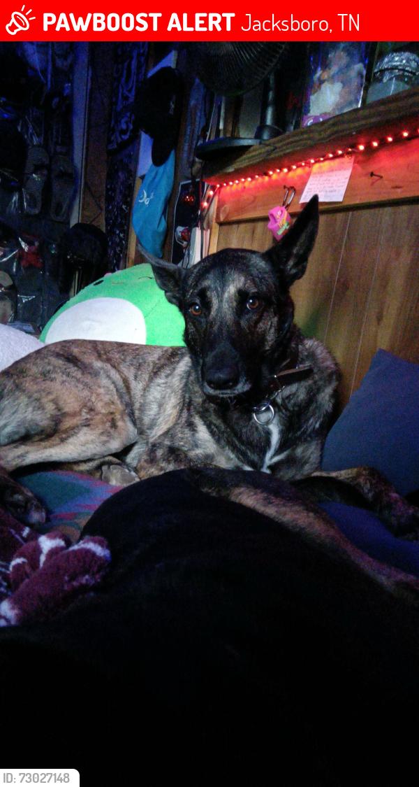 Lost Female Dog last seen landmark rd, Jacksboro, TN 37757