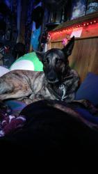Lost Female Dog last seen landmark rd, Jacksboro, TN 37757