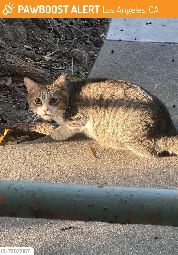 Found/Stray Unknown Cat last seen Grace Ave and Franklin’s Ave , Los Angeles, CA 90028