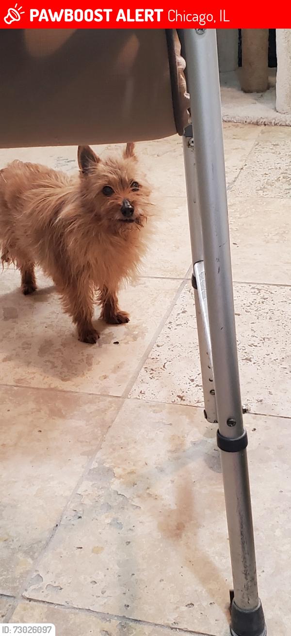 Lost Male Dog last seen Near N.  Monticello Ainslie and Argyle 60625, Chicago, IL 60625