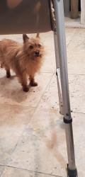 Lost Male Dog last seen Near N.  Monticello Ainslie and Argyle 60625, Chicago, IL 60625
