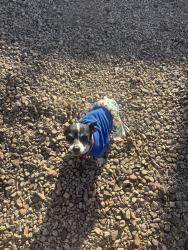 Lost Female Dog last seen Gelding De dr and 37th st, Phoenix, AZ 85032