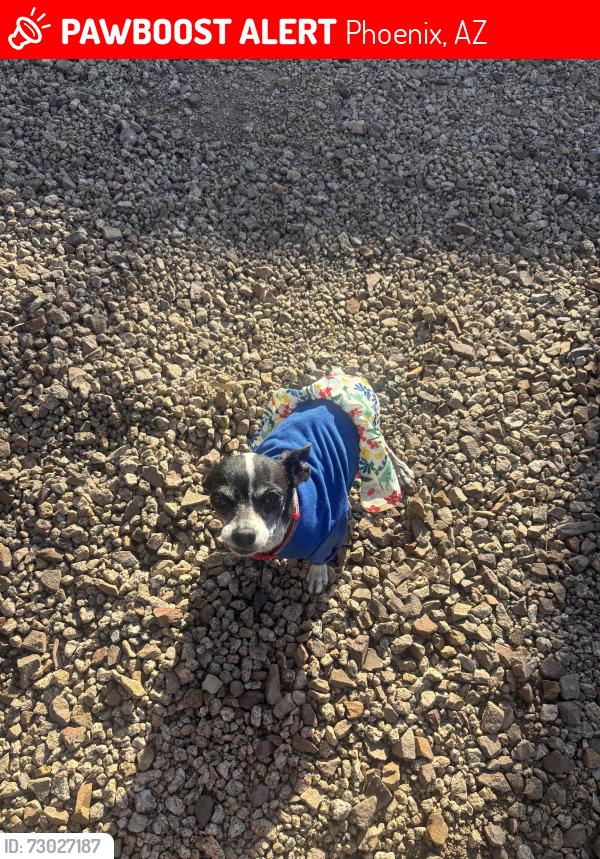 Lost Female Dog last seen Gelding De dr and 37th st, Phoenix, AZ 85032