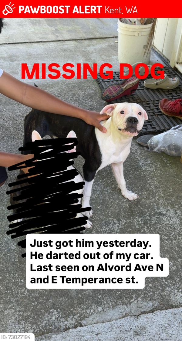 Lost Male Dog last seen Hill side church, Kent, WA 98031