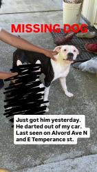 Lost Male Dog last seen Hill side church, Kent, WA 98031