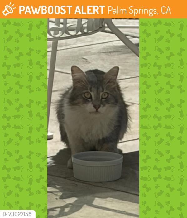Found/Stray Unknown Cat last seen South Palm Canyon , Palm Springs, CA 92264