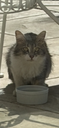 Found/Stray Unknown Cat last seen South Palm Canyon , Palm Springs, CA 92264