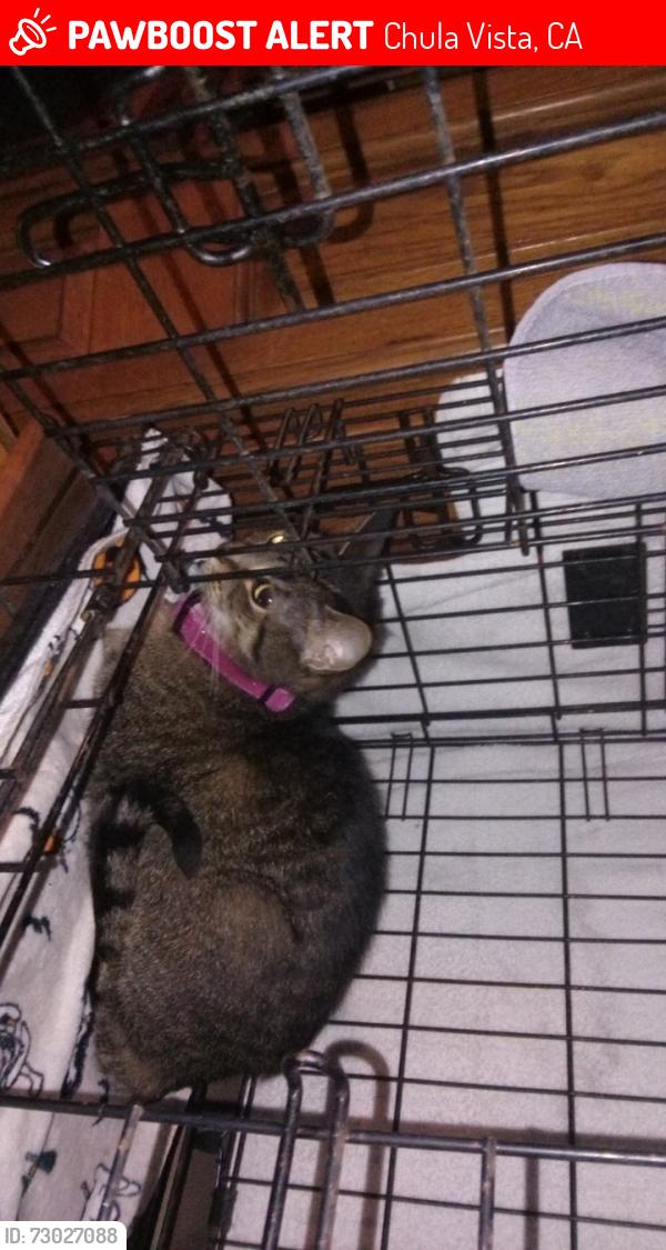 Lost Female Cat last seen Oleander Ave, Sequoia St. & Olive Ave. , Chula Vista, CA 91911