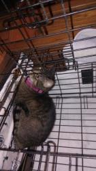 Lost Female Cat last seen Oleander Ave, Sequoia St. & Olive Ave. , Chula Vista, CA 91911