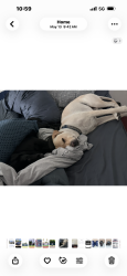 Reunited Male Dog last seen S Garfield Ave & W Pomona Blvd, Monterey Park, CA 91755, USA, Monterey Park, CA 91755