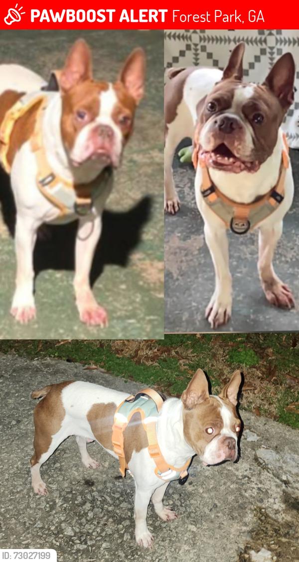 Lost Male Dog last seen Birch st. & Ash St., Forest Park, GA 30297