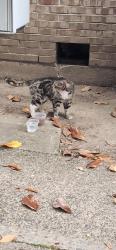 Found/Stray Unknown Cat last seen TV HWY, Beaverton, OR 97005