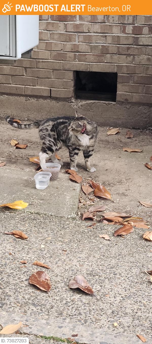 Found/Stray Unknown Cat last seen TV HWY, Beaverton, OR 97005