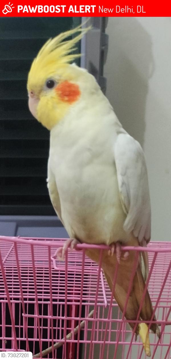 Lost Male Bird last seen Pehlwan chowk Near Iqra Mission school Saqlain gali Batla hse okhla , New Delhi, DL 110025