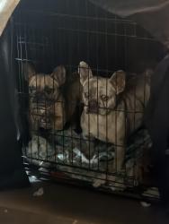 Found/Stray Female Dog last seen Wedmore coralberry, Moreno Valley, CA 92553
