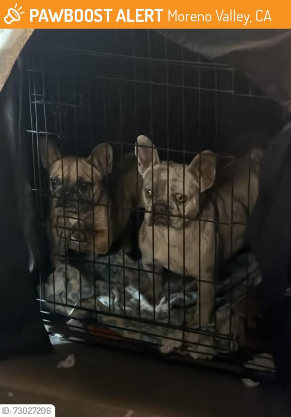 Found/Stray Female Dog last seen Wedmore coralberry, Moreno Valley, CA 92553