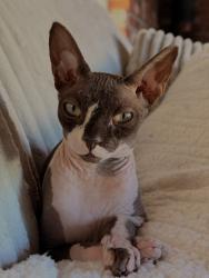 Lost Female Cat last seen Howe Rd. , Martinez, CA 94553