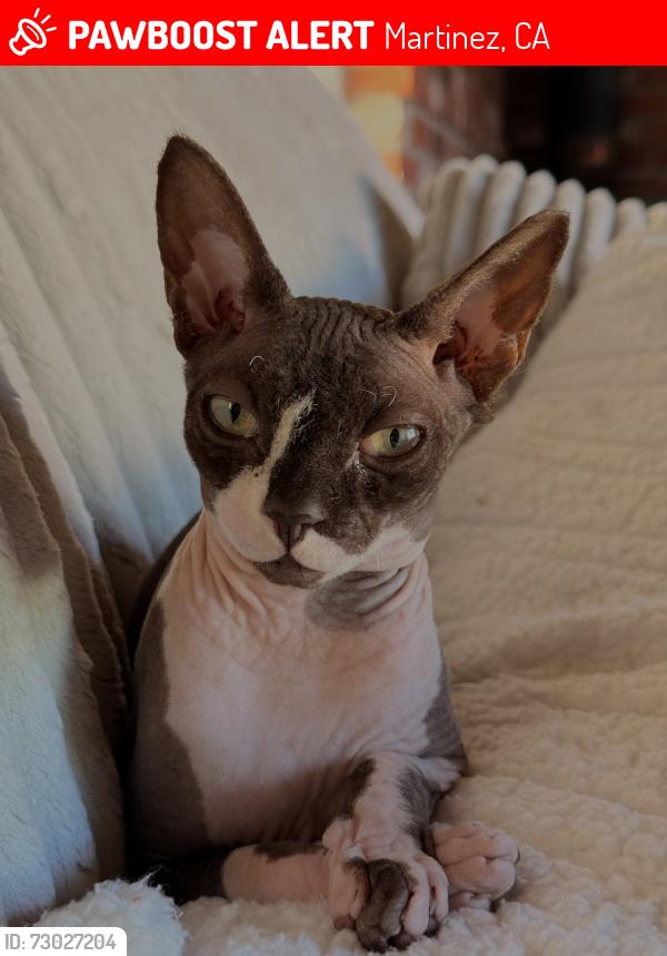 Lost Female Cat last seen Howe Rd. , Martinez, CA 94553
