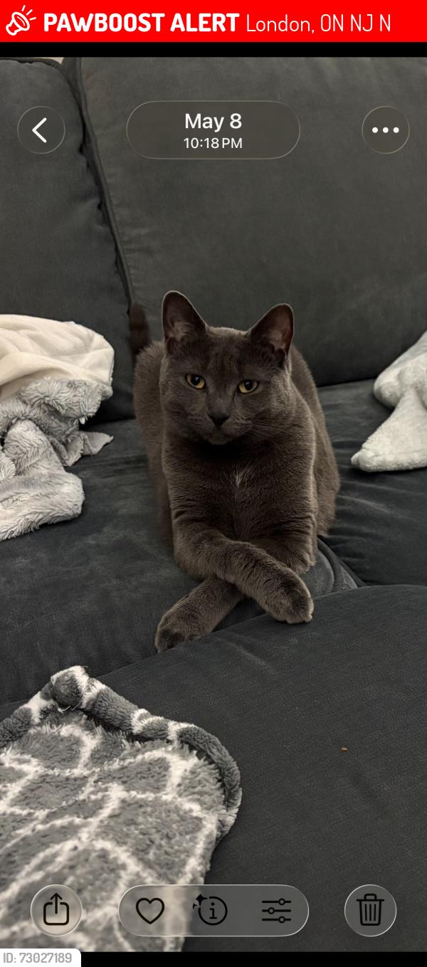 Lost Female Cat last seen We last saw her around midnight or so on the 17th and then at 5am she showed up but we unexpectedly spooked her and she ran off again. The last place we saw her was at our home and we’ve been outside since going all around looking for her. , London, ON N6J 1N4