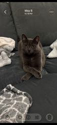 Lost Female Cat last seen We last saw her around midnight or so on the 17th and then at 5am she showed up but we unexpectedly spooked her and she ran off again. The last place we saw her was at our home and we’ve been outside since going all around looking for her. , London, ON N6J 1N4