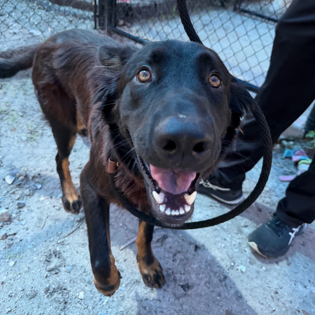 Shelter Stray Male Dog last seen , 3607 N Armenia Ave, Tampa, FL 33607, USA