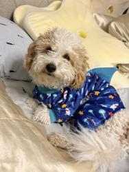 Lost Male Dog last seen Near , Kissimmee, FL 34741