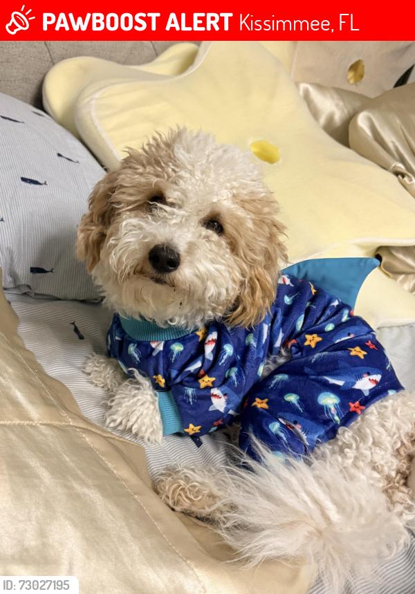 Lost Male Dog last seen Near , Kissimmee, FL 34741