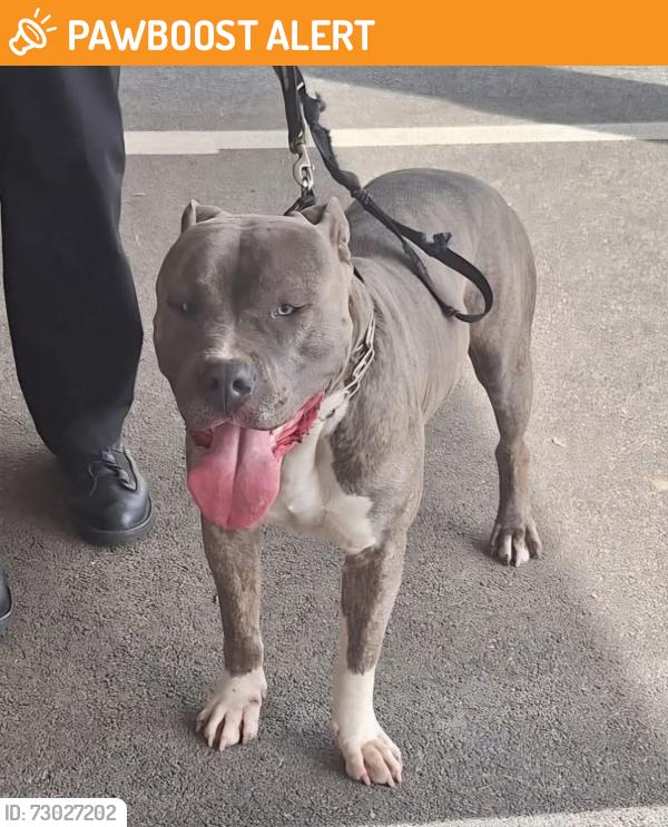 Found/Stray Male Dog last seen Newtown Square, PA, Newtown Square, PA 19073